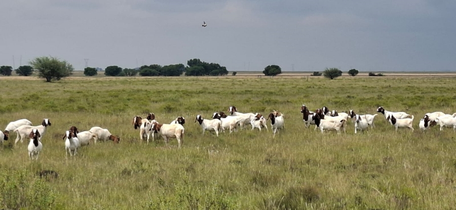 Commercial Property for Sale in Dealesville Free State